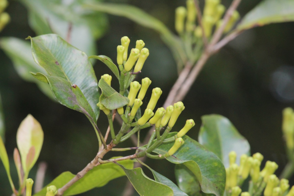 Syzygium aromaticum (L.) Merr. & L.M.Perry